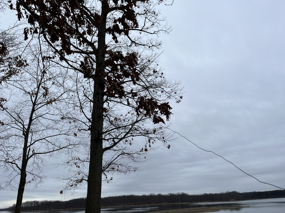 End-Fed Halfwave antenna deployed in a nearly leafless tree.