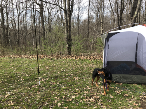 Chameleon Whip next to a large tent and a large Rottweiler puppy.