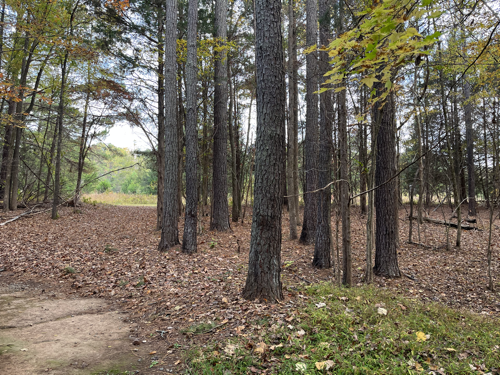 A view of the trees and path near the picnic shelter.