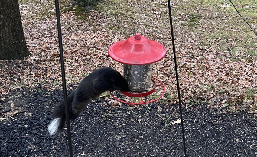 A black squirrel stealing birdseed from a red bird feeder.