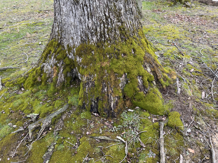 A tree trunk covered in moss.