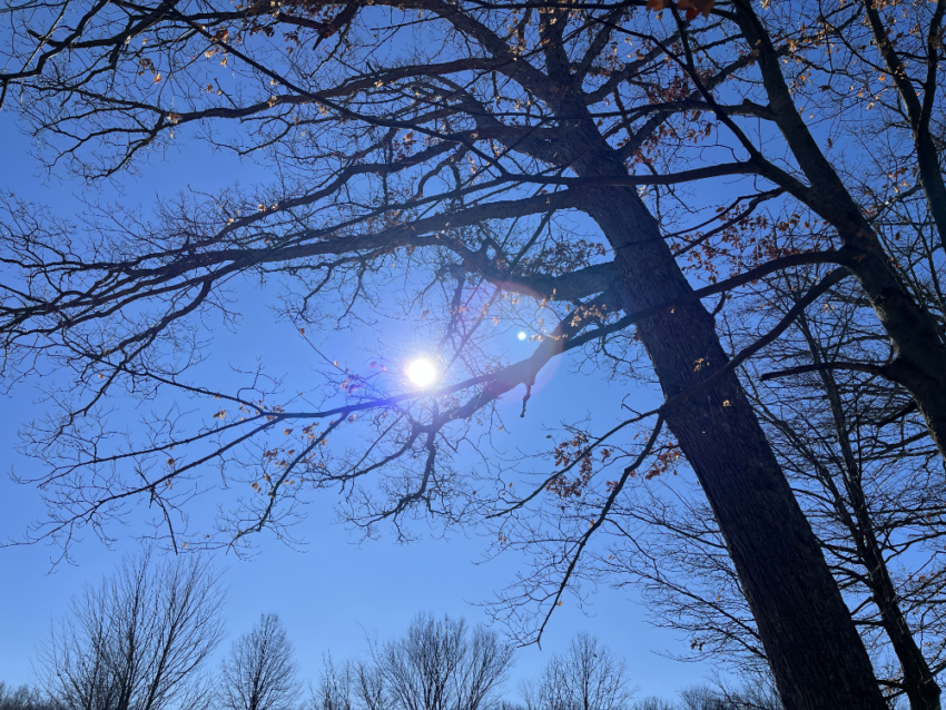 The sun in a blue sky behind a tree.