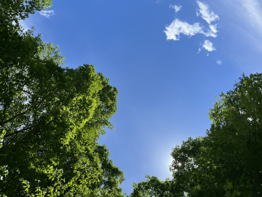 Blue sky with treetops.