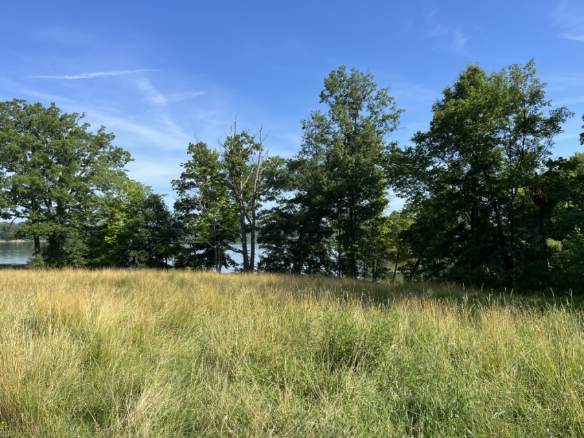 Tall grass along the tree line at West Branch State Park.