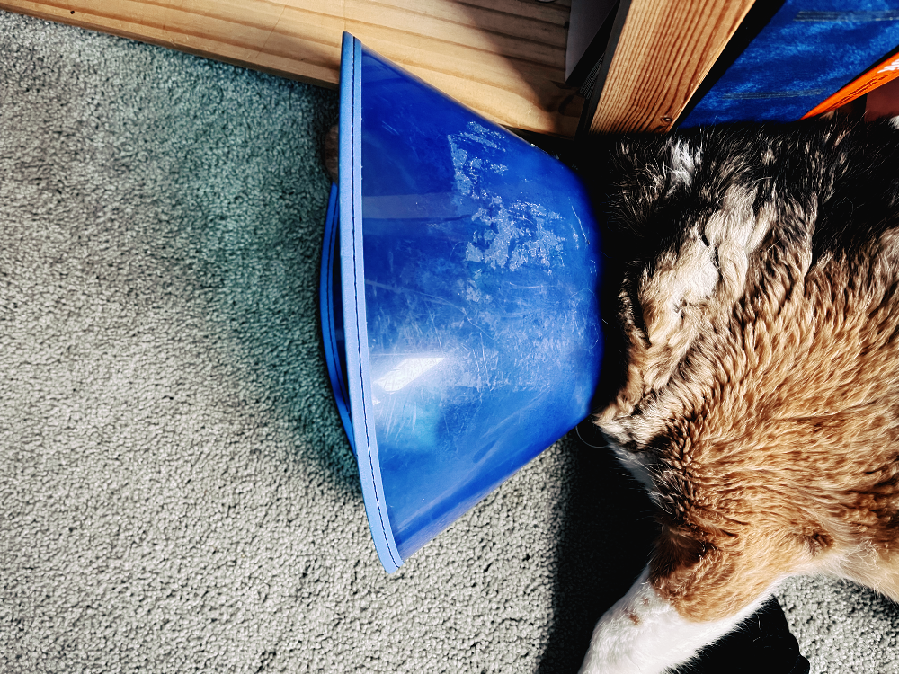 Nacho The Radio Beagle sleeping on the floor of my office with his head obscured by The Cone Of Shame.