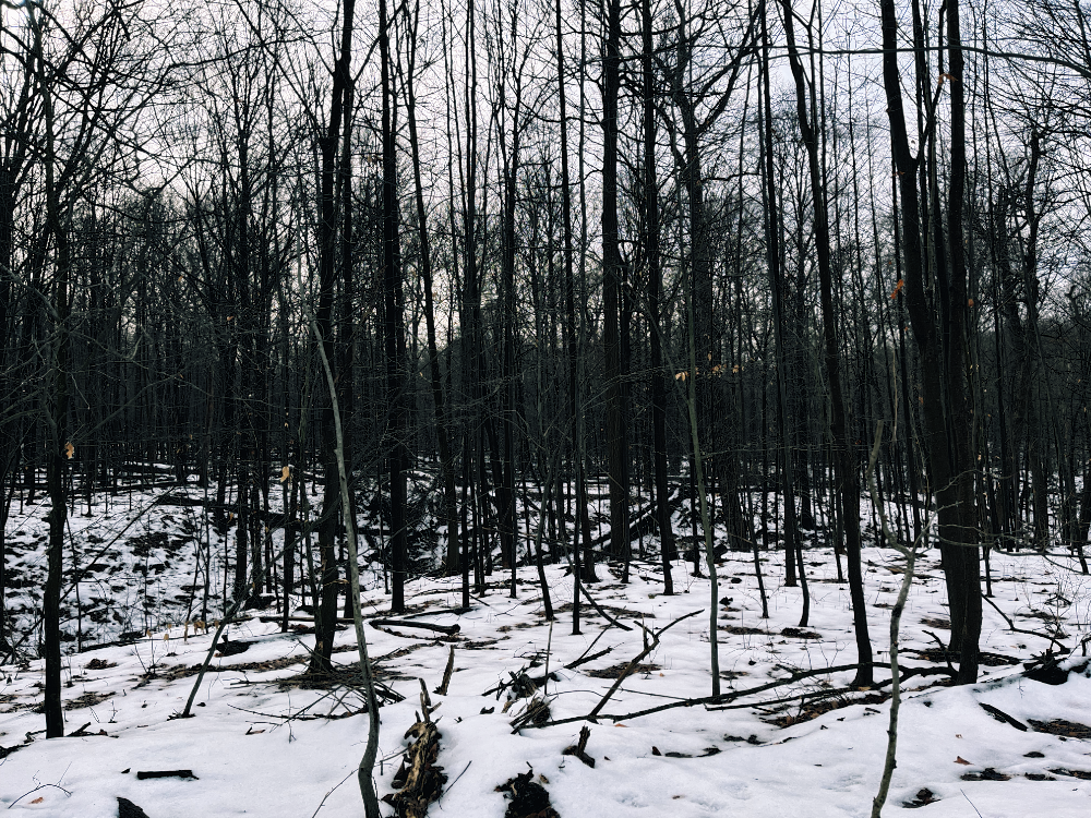 Bare trees with snow covered ground.